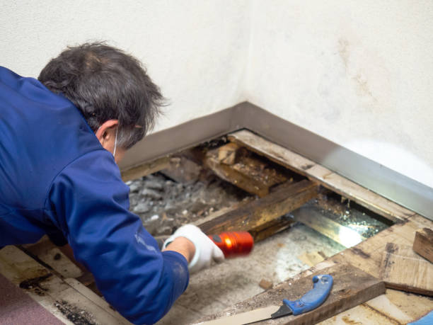 Best Black Mold Removal  in Cienega Springs, AZ
