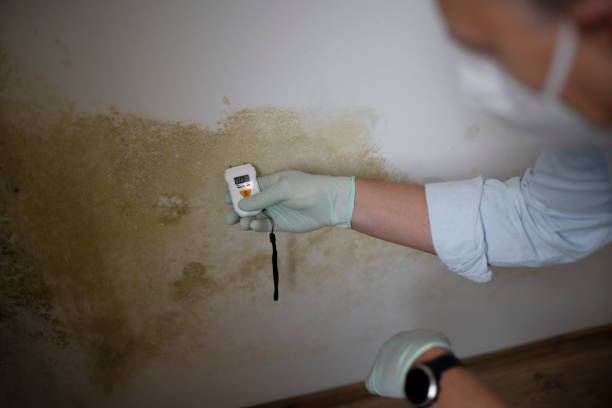 Best Certified Mold Removal  in Cienega Springs, AZ