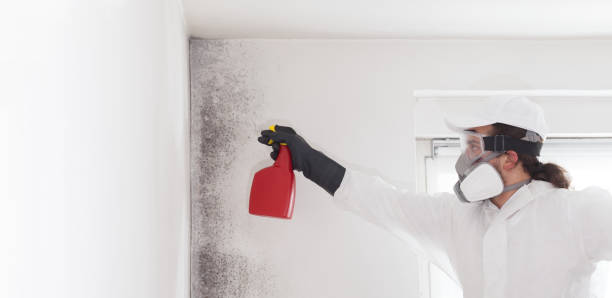 Best Best Mold Removal Companies  in Cienega Springs, AZ