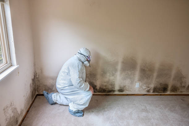 Best Office Mold Removal Services  in Cienega Springs, AZ