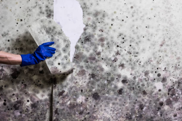 Best Mold Removal Company Near Me  in Cienega Springs, AZ