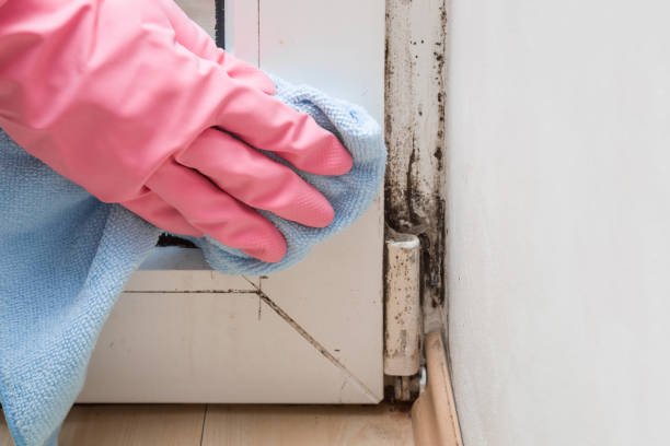 Professional Mold Removal in Cienega Springs, AZ
