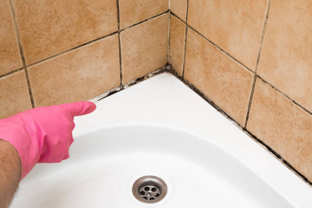 Best Mold Damage Repair  in Cienega Springs, AZ