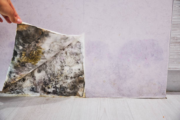 Cienega Springs, AZ Mold Removal Company